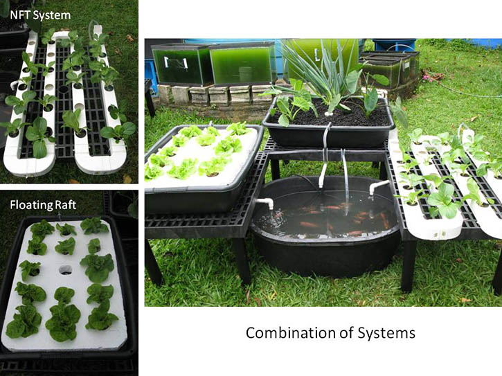 This is a very interesting aquaponic system(s) created by another 