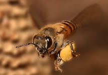 Bee with pollen